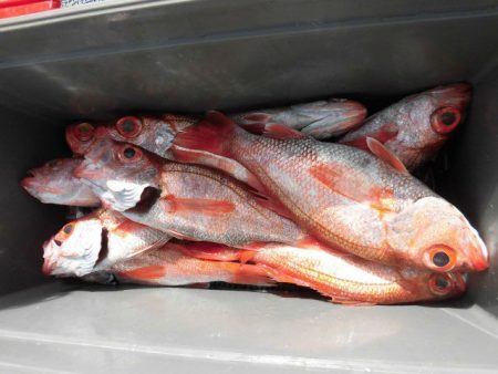 大進丸（愛知） 釣果