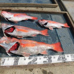 大進丸(愛知) 釣果