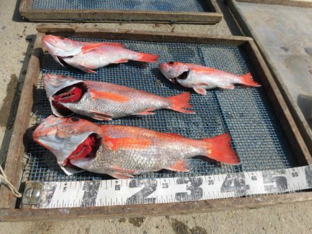 大進丸（愛知） 釣果