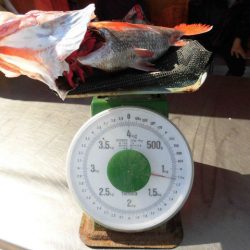 大進丸(愛知) 釣果