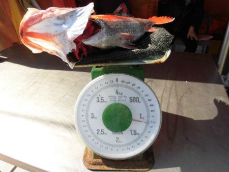 大進丸(愛知) 釣果