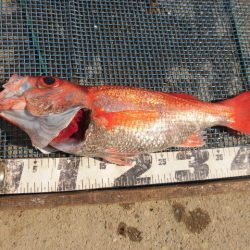 大進丸(愛知) 釣果