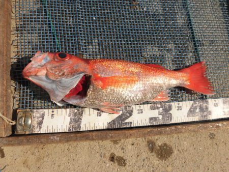 大進丸(愛知) 釣果