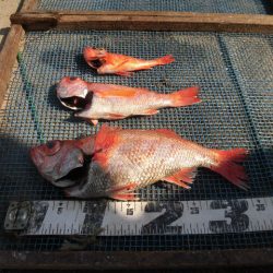 大進丸(愛知) 釣果