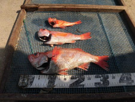 大進丸(愛知) 釣果