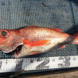 大進丸(愛知) 釣果