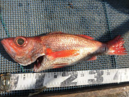 大進丸(愛知) 釣果