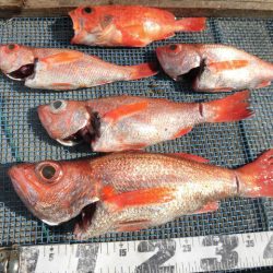 大進丸(愛知) 釣果