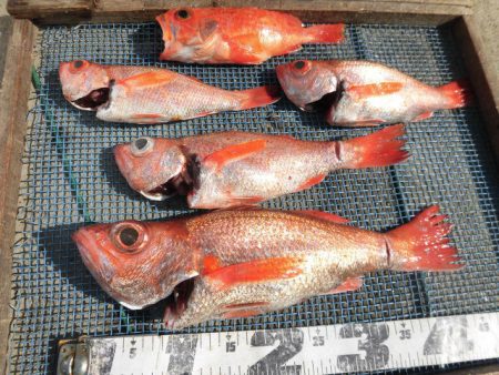 大進丸（愛知） 釣果