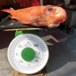 大進丸(愛知) 釣果