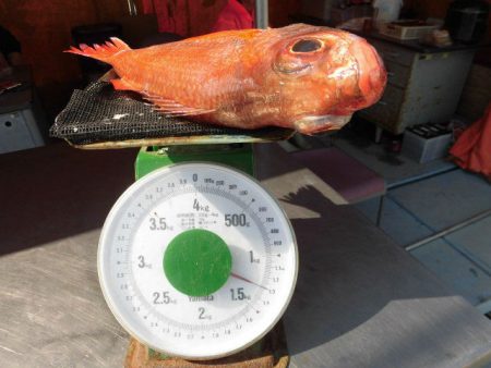 大進丸(愛知) 釣果