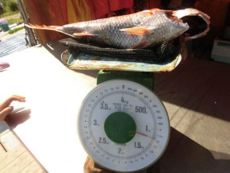 大進丸(愛知) 釣果