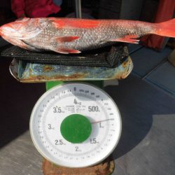 大進丸(愛知) 釣果