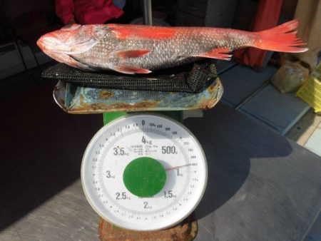 大進丸(愛知) 釣果