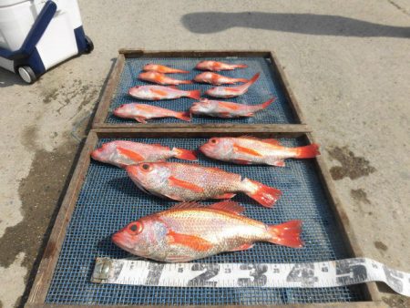 大進丸（愛知） 釣果