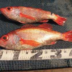 大進丸（愛知） 釣果