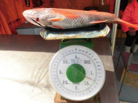 大進丸（愛知） 釣果