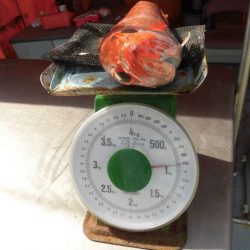 大進丸（愛知） 釣果