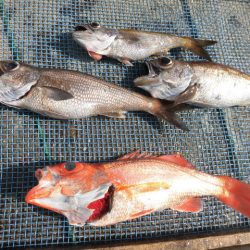 大進丸（愛知） 釣果