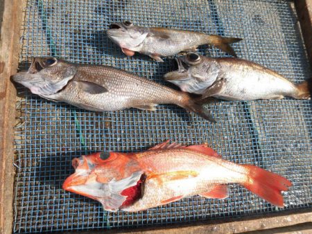 大進丸（愛知） 釣果