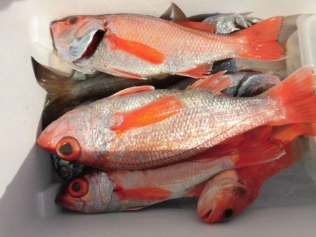 大進丸（愛知） 釣果