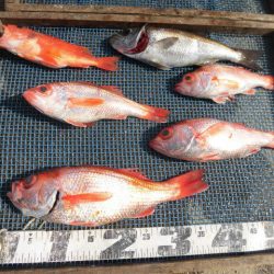 大進丸（愛知） 釣果