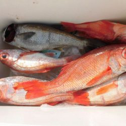 大進丸（愛知） 釣果