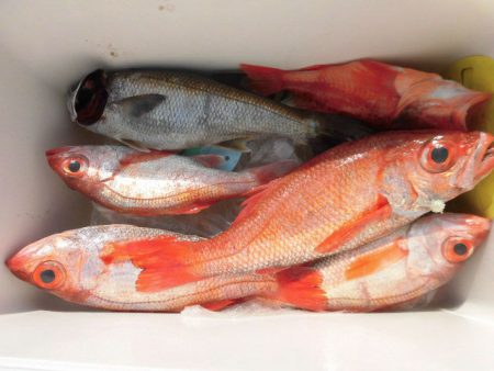 大進丸（愛知） 釣果