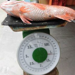 大進丸(愛知) 釣果