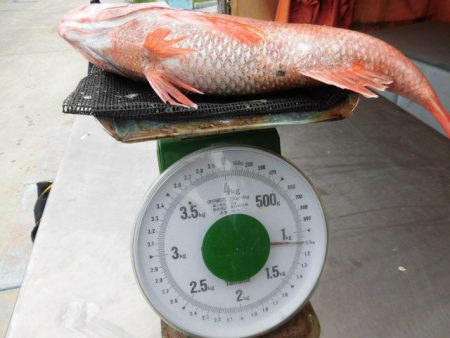 大進丸(愛知) 釣果