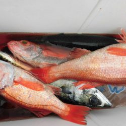 大進丸(愛知) 釣果