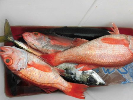 大進丸(愛知) 釣果