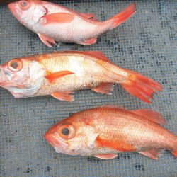 大進丸(愛知) 釣果