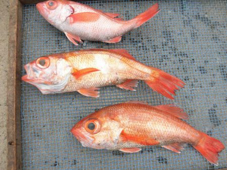 大進丸(愛知) 釣果