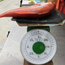 大進丸(愛知) 釣果