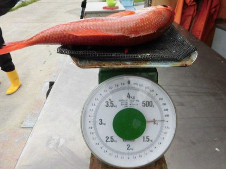 大進丸(愛知) 釣果