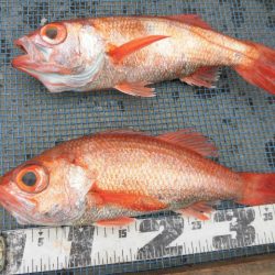 大進丸(愛知) 釣果