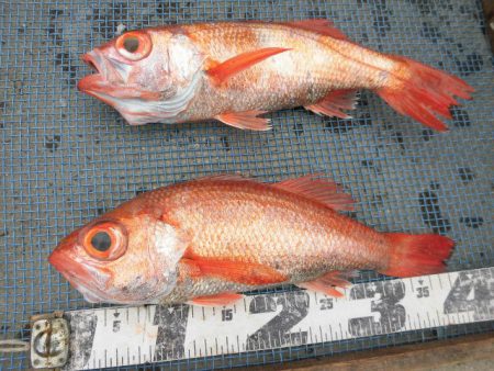 大進丸(愛知) 釣果