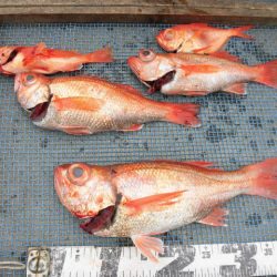 大進丸(愛知) 釣果