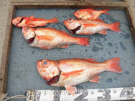 大進丸(愛知) 釣果