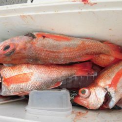 大進丸(愛知) 釣果