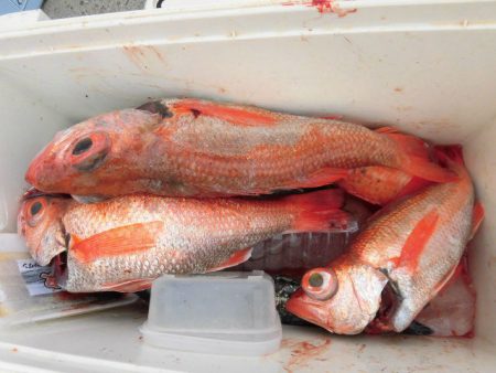 大進丸(愛知) 釣果