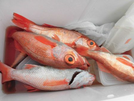 大進丸(愛知) 釣果