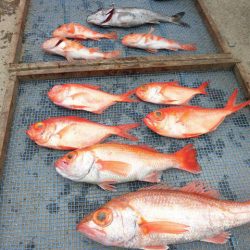 大進丸(愛知) 釣果