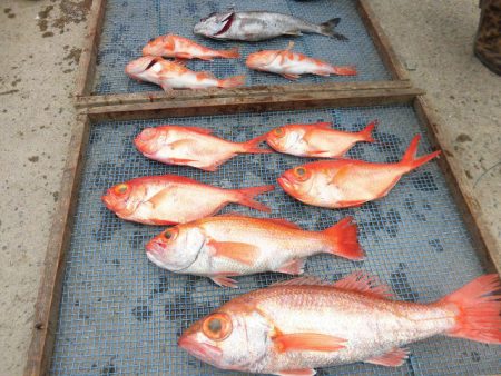 大進丸(愛知) 釣果