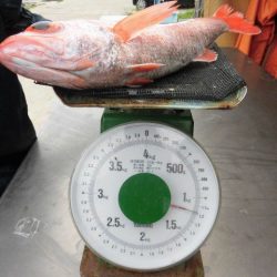 大進丸(愛知) 釣果