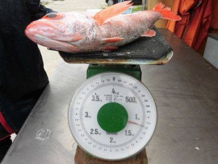 大進丸(愛知) 釣果