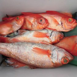 大進丸(愛知) 釣果