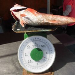 大進丸(愛知) 釣果