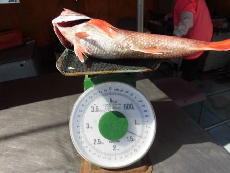 大進丸(愛知) 釣果